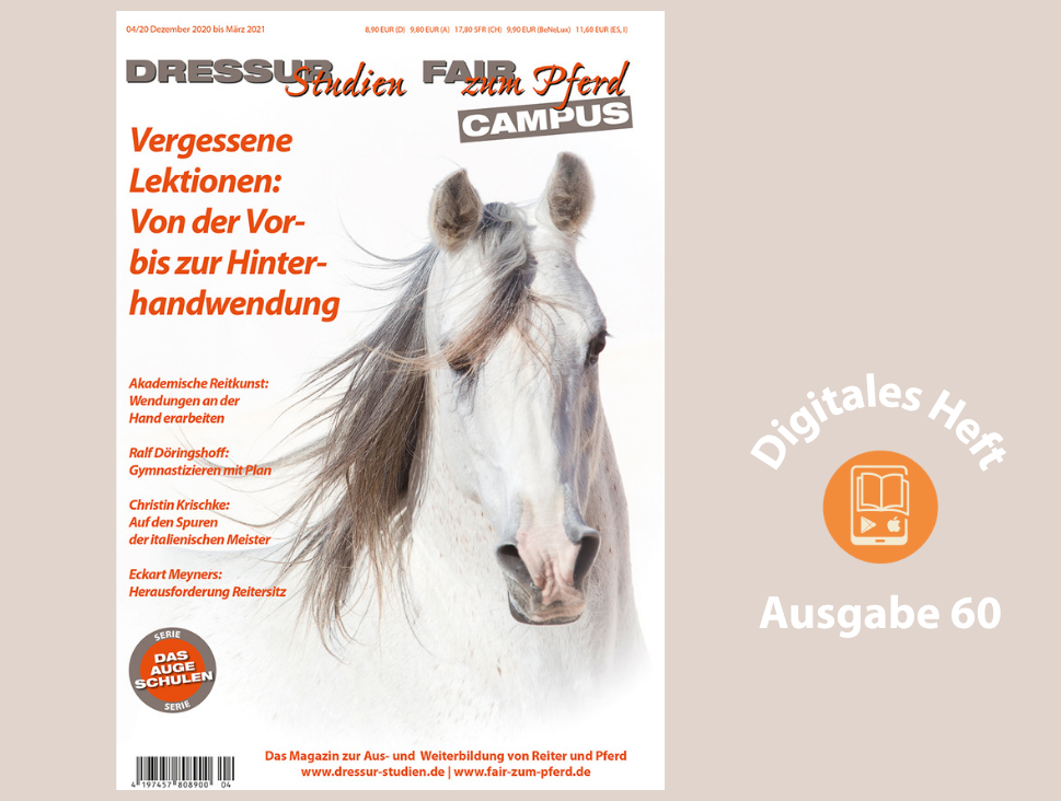 Ein Schimmel schaut den Betrachter an.