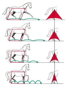 Abbildung 2: Beim Übergang vom starken Trab zum Arbeitstrab, versammelten Trab und zur Passage verkürzt das Pferd zwar die Trittlänge, jedoch niemals seine diagonale Stützbasis. 