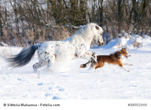 Appaloosa pony and border collie runs gallop in winter