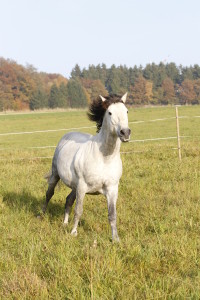 Pferd auf der Weide
