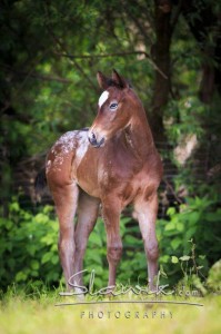 Foto eines Fohlens