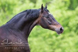 Bild eines Hannoveraners von Christiane Slawik