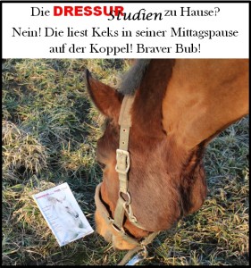 claudia_schelerDressur-Studien