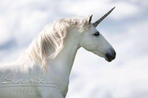 Foto: www.slawik.com