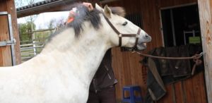 Auch Mähnenspray ist irgendwie unzumutbar, meint Mr.P. ...