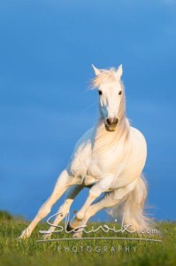 Bild eines spanischen Pferdes