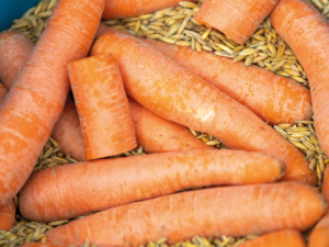 Bild mit Hafer und Möhren