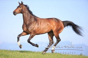 Foto eines Hannoveraners