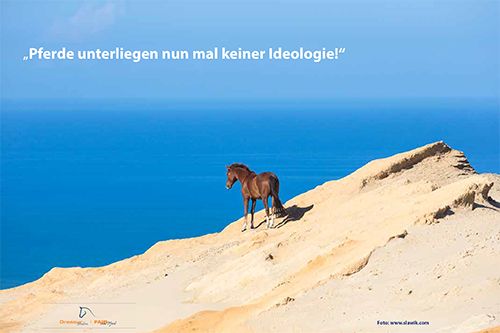 Pferd am Strand auf einer Düne stehend. Foto: www.slawik.com