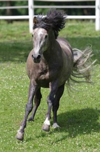 Foto: www.slawik.com