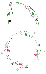 Abbildung 5: oben: Sitz des Reiters beim Angaloppieren im Rechtsgalopp und im Kontergalopp auf der linken Hand; unten:  Erarbeiten des fliegenden Galoppwechsels von rechts nach links auf dem Zirkel. 