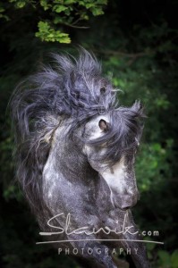 Foto eines Andalusiers