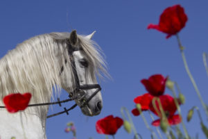 Foto: www.slawik.com