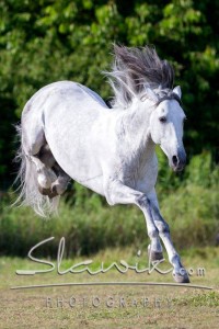 Foto: www.slawik.com