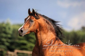 Foto: www.slawik.com