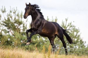 Foto: www.slawik.com