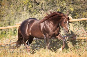 Foto: www.slawik.com