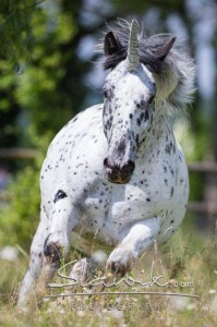 Foto: www.slawik.com