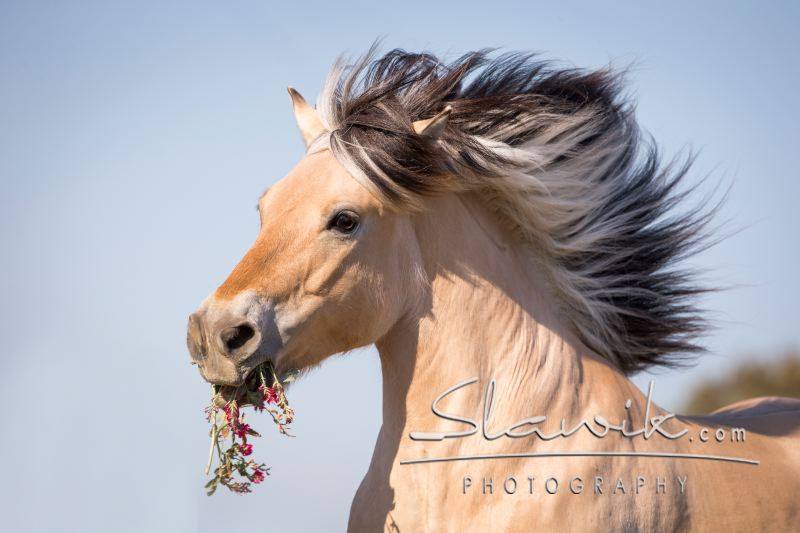 Foto: www.slawik.com