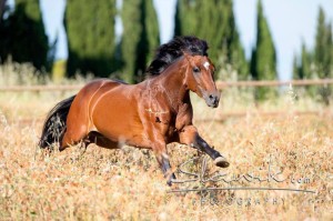 Foto: www.slawik.com