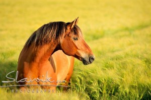 Foto: www.slawik.com