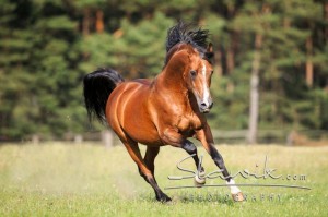 Foto: www.slawik.com