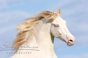 Foto: www.slawik.com