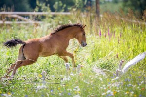 Foto: www.slawik.com