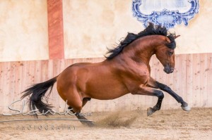 Power Pur! Foto: www.slawik.com