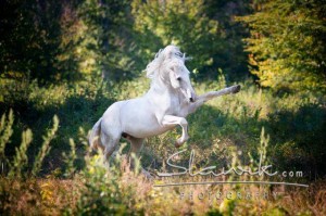 Foto: www.slawik.com