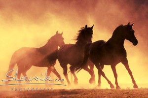 Foto: www.slawik.com