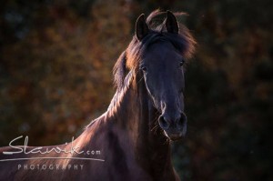 Foto: www.slwaik.com