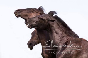 Foto: www.slawik.com