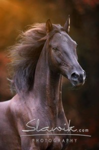 Foto: www.slawik.com