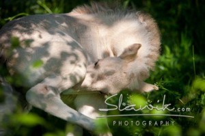 Foto: www.slawik.com