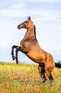 Foto: www.slawik.com 