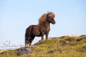 Foto: www.slawik.com