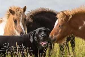 Foto: www.slawik.com