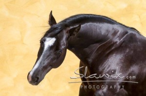 Pferd in der Toskana