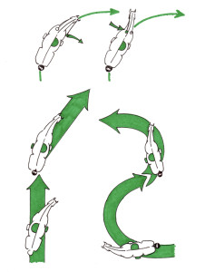 Abbildung 4: von links nach rechts: oben: rechts öffnender Zügel, links anliegender Zügel.  Unten: 1. Traversale, 2. Renvers, 3. Schulterherein, 4. Travers. Der Reiter sitzt in Bewegungsrichtung.