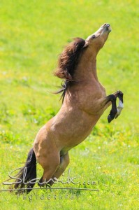 Foto: www.slawik.com